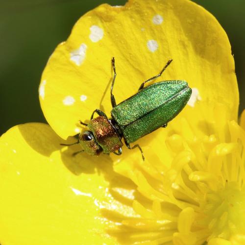 Réf. 342 258 : Anthaxia nitidula